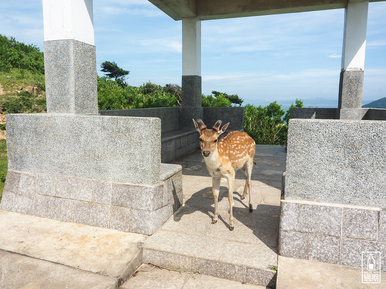 大坵島梅花鹿