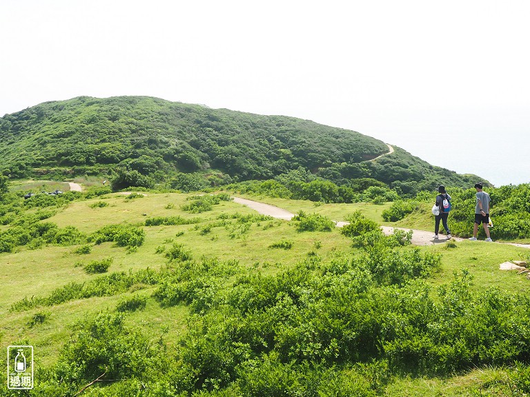 大坵島梅花鹿