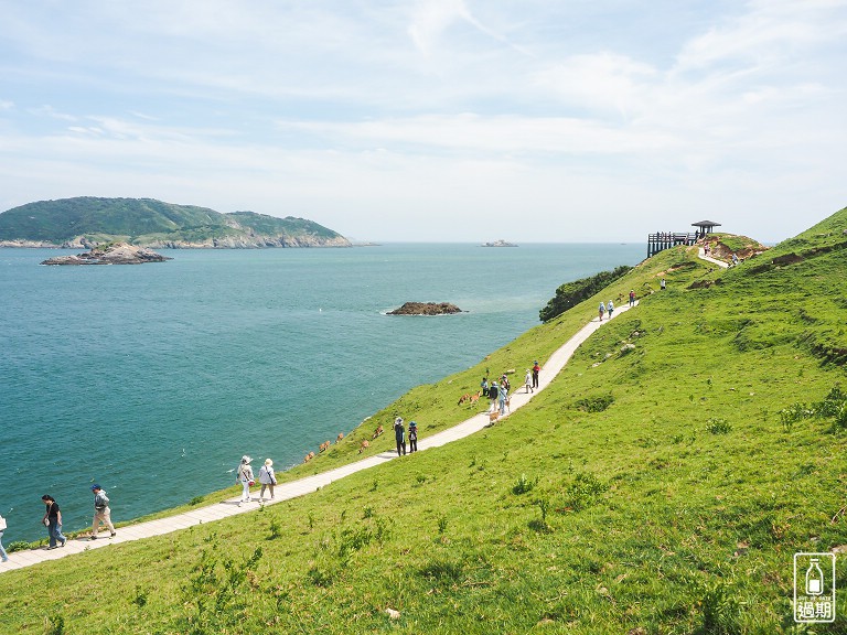 大坵島梅花鹿