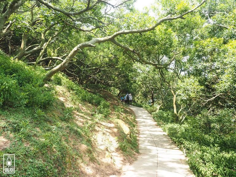 大坵島梅花鹿