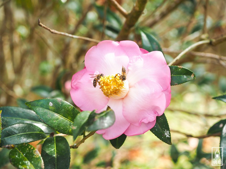 蓮華池研究中心