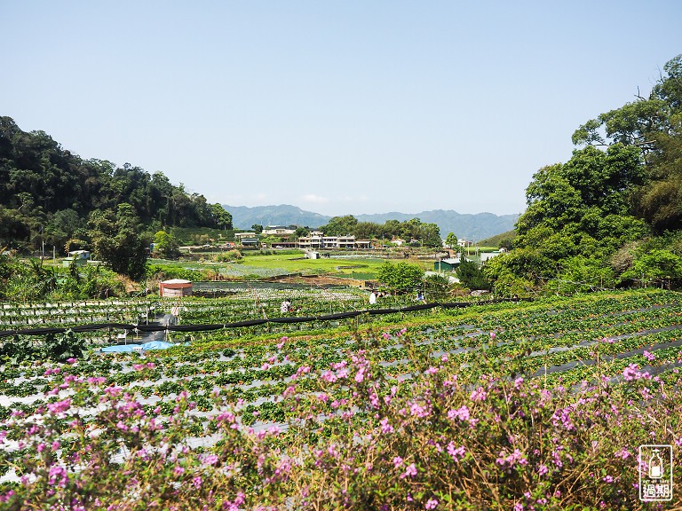 蜜境高山草莓園