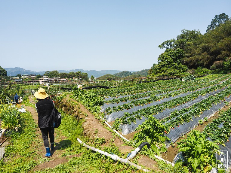 蜜境高山草莓園