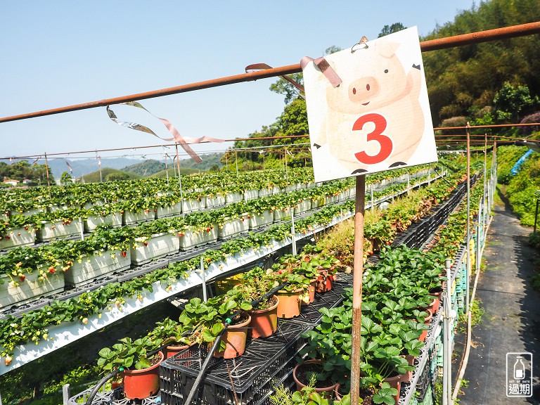 蜜境高山草莓園