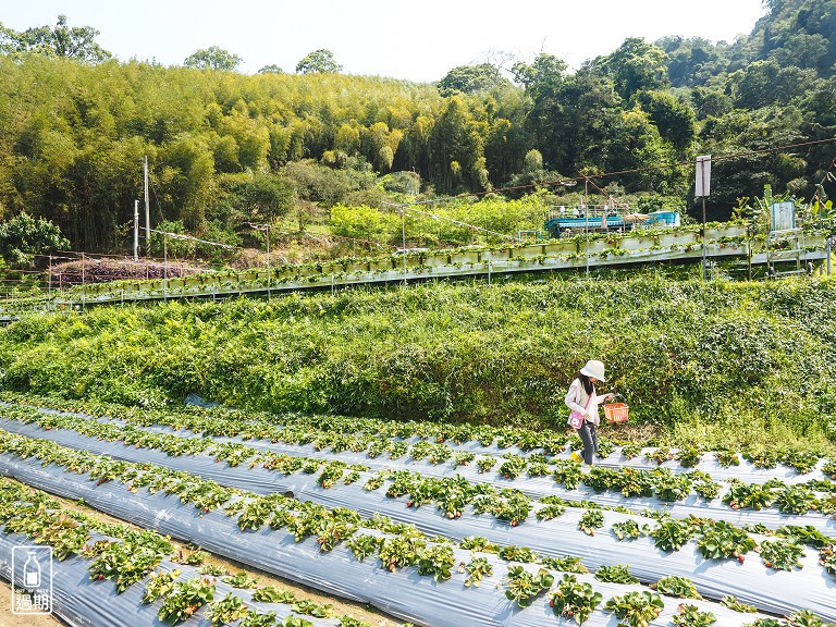 蜜境高山草莓園