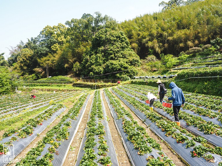 蜜境高山草莓園