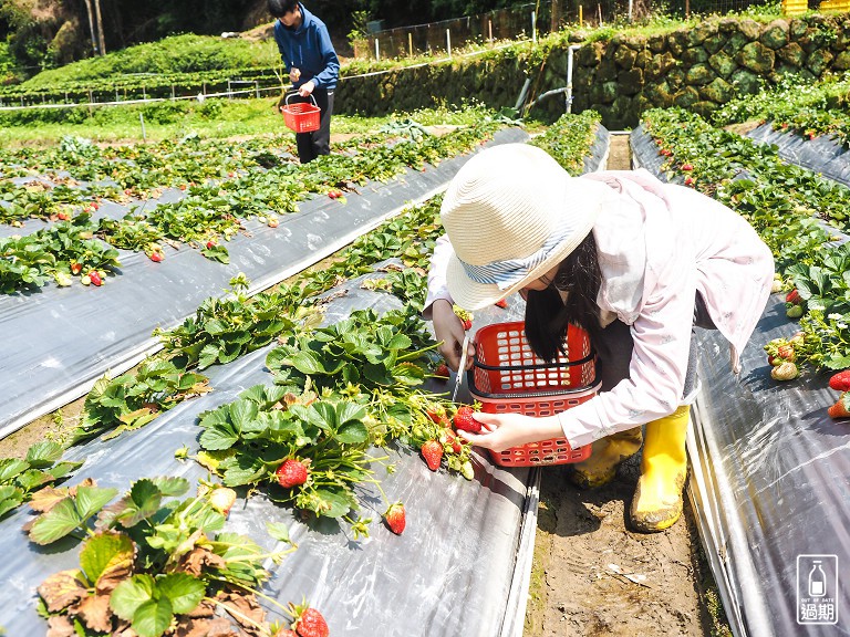 蜜境高山草莓園