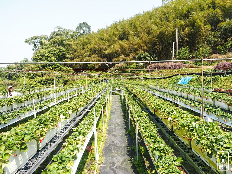 蜜境高山草莓園