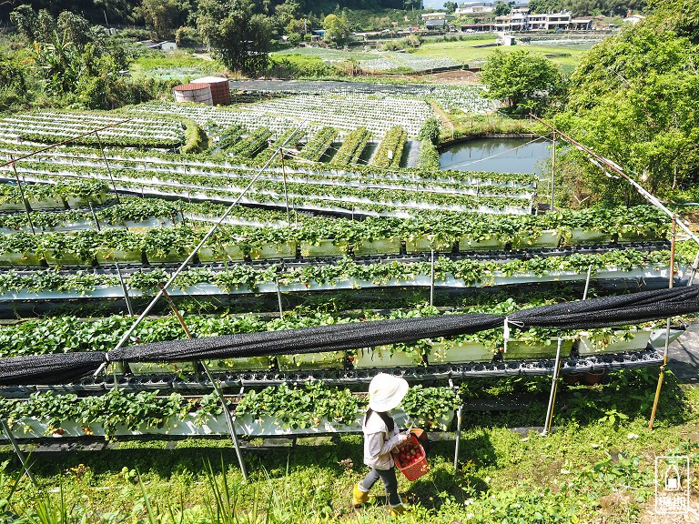 蜜境高山草莓園