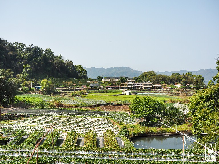 蜜境高山草莓園