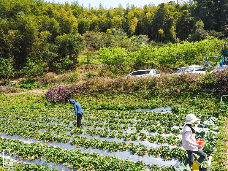 蜜境高山草莓園